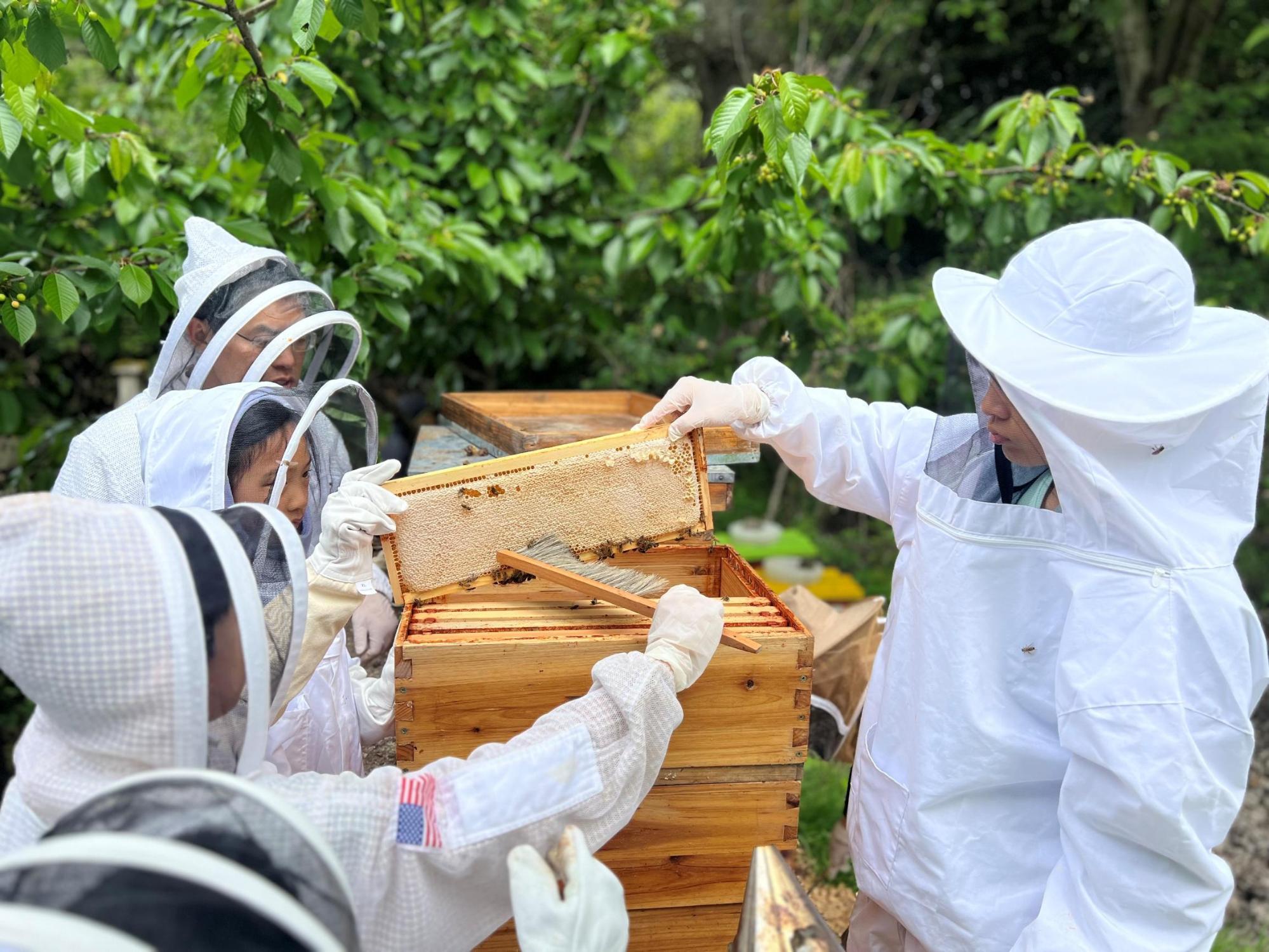 A group of beekeepers working on a beehive

AI-generated content may be incorrect.