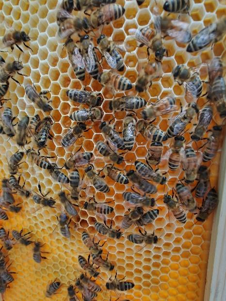 a group of bees on a frame